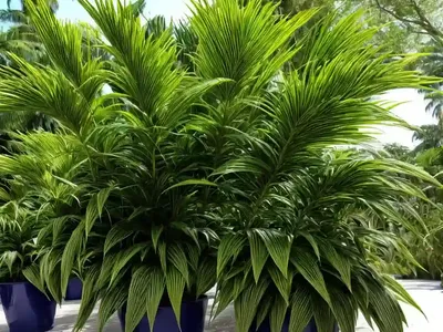 Piperaceae (Piperaceae)