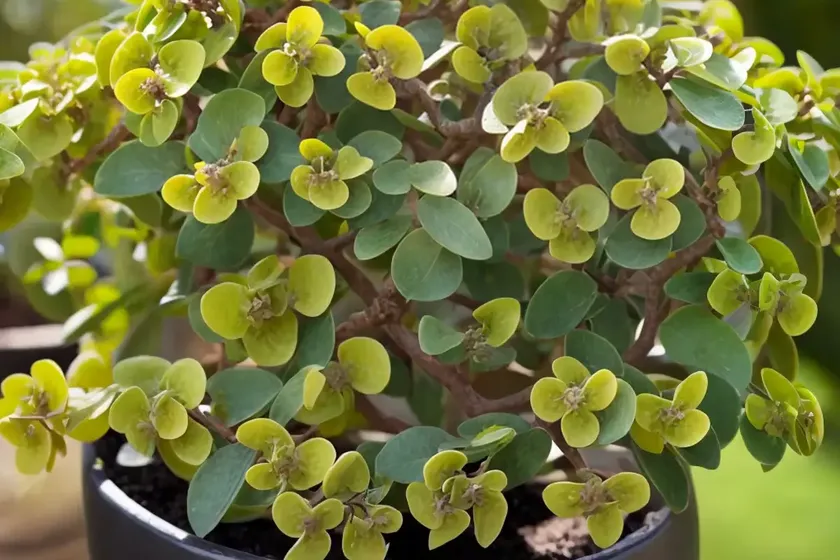 Pittosporum (pittosporum illicioides) — photo 2
