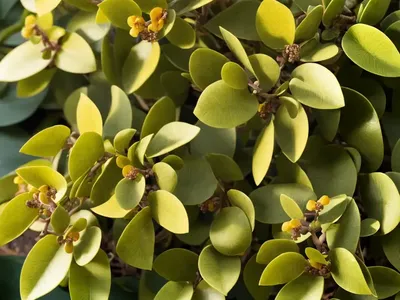 Pittosporum Tenuifolium ‘Abbotsbury Gold’ (Kohuhu)