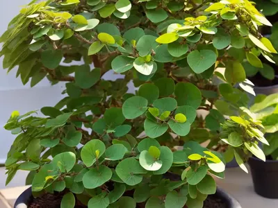 Pittosporum Tenuifolium ‘Elizabeth’ (Kohuhu)
