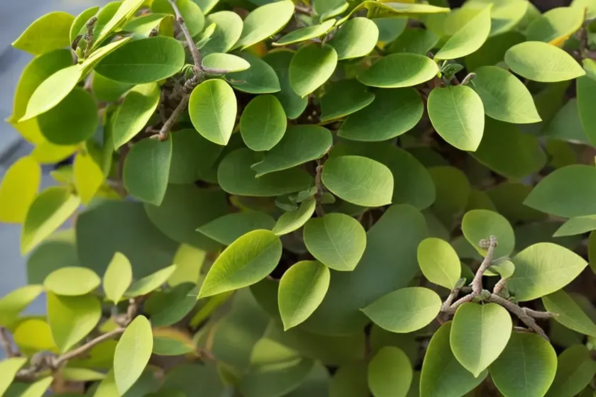 Pittosporum tenuifolium ‘marjorie channon’ (kohuhu) — photo 2