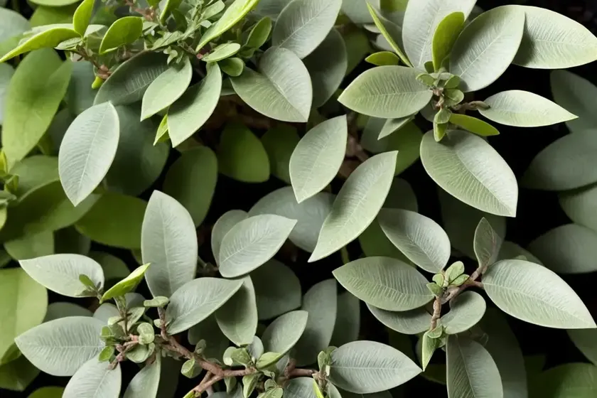 Pittosporum tenuifolium ‘silver queen’ (kohuhu) — photo 2