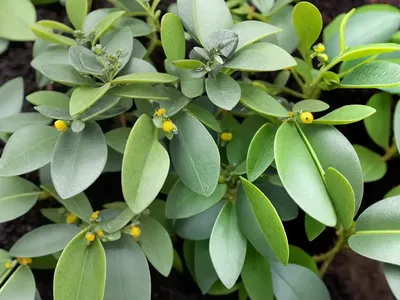 Pittosporum Tenuifolium ‘Silver Queen’ (Kohuhu)