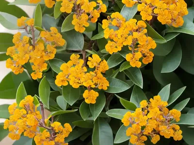 Pittosporum Tenuifolium ‘Tandara Gold’ (Kohuhu)