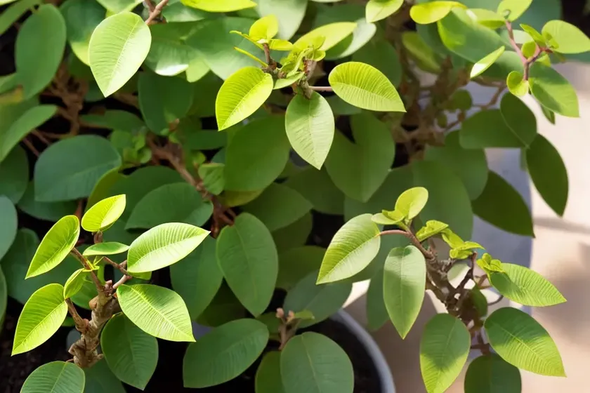 Pittosporum tenuifolium ‘tom thumb’ (kohuhu) — photo 2