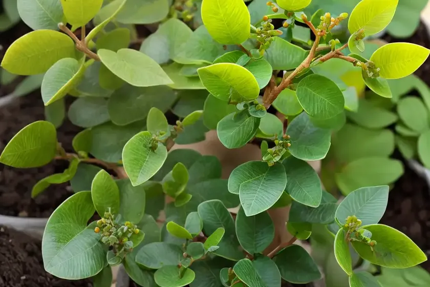 Pittosporum tenuifolium ‘tom thumb’ (kohuhu)