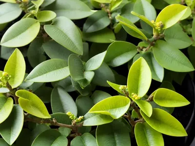 Pittosporum Tenuifolium ‘Variegatum’ (Kohuhu)