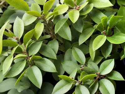Pittosporum Tenuifolium ‘Victoria’ (Kohuhu)