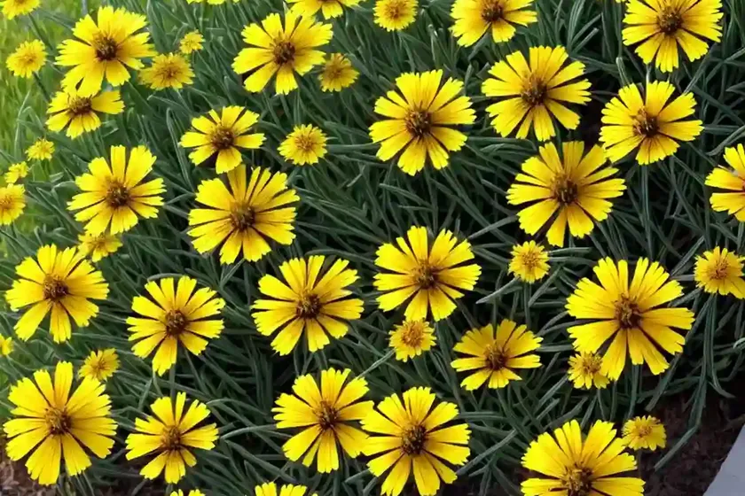 Plains coreopsis (coreopsis tinctoria) — photo 2