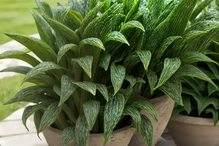 Plantain is evergreen (plantago sempervirens) — photo 2