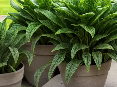 Plantain Is Evergreen (Plantago Sempervirens)
