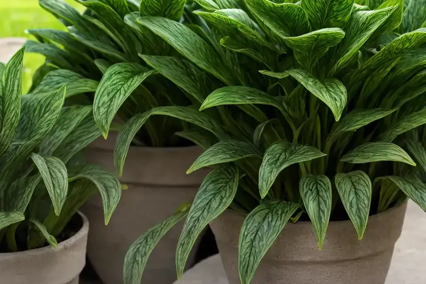 Plantain is evergreen (plantago sempervirens)
