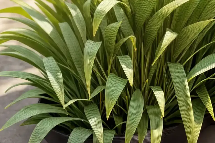 Plantain-leaf sedge (carex plantaginea) — photo 3