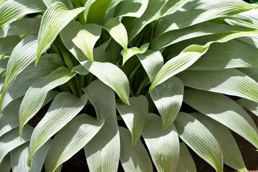 Plantain lily (hosta plantaginea) — photo 3