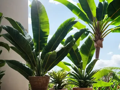 Platano (Musa X Paradisiaca)