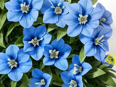Platycodon Grandiflorus ‘Astra Double Blue’ (Balloon Flower)
