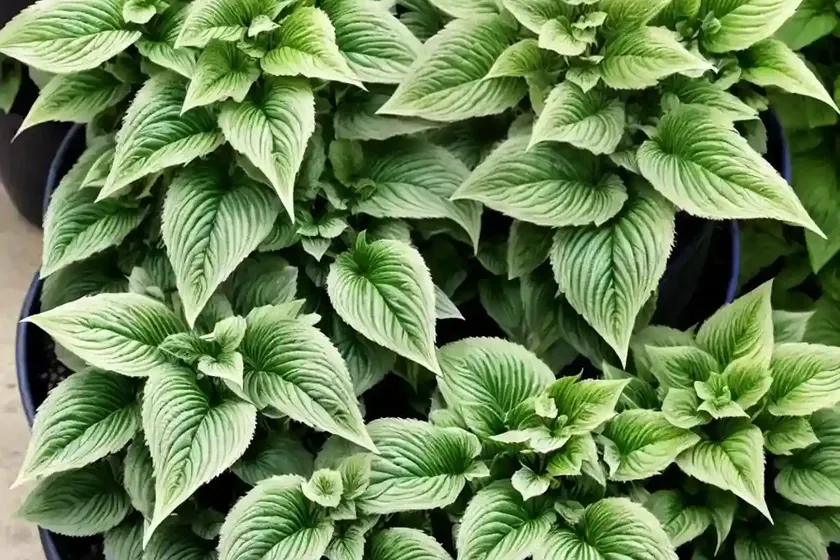 Plectranthus barbatus (coleus barbatus) — photo 2