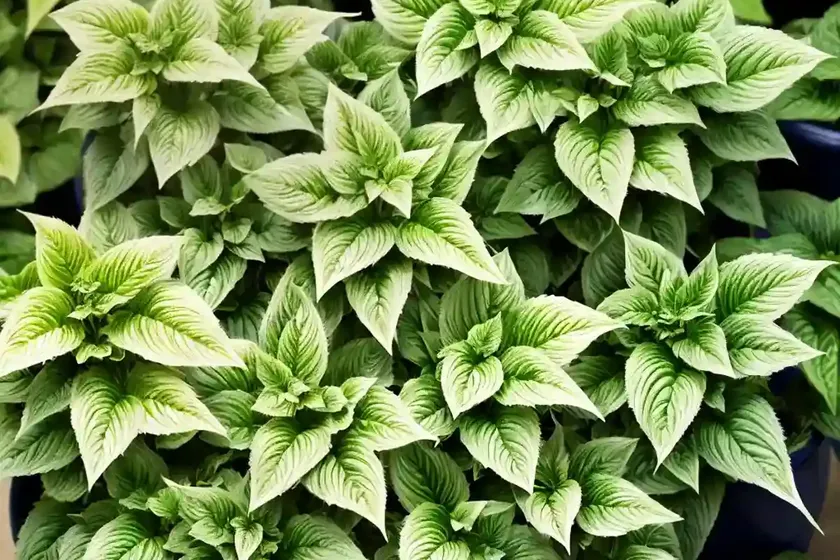 Plectranthus barbatus (coleus barbatus) — photo 3