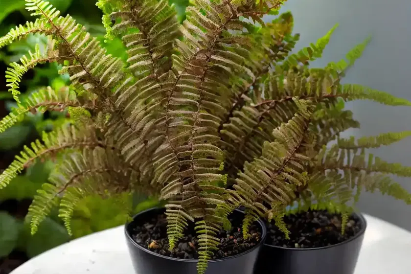 Pleopeltis polypodioides (resurrection fern) — photo 2