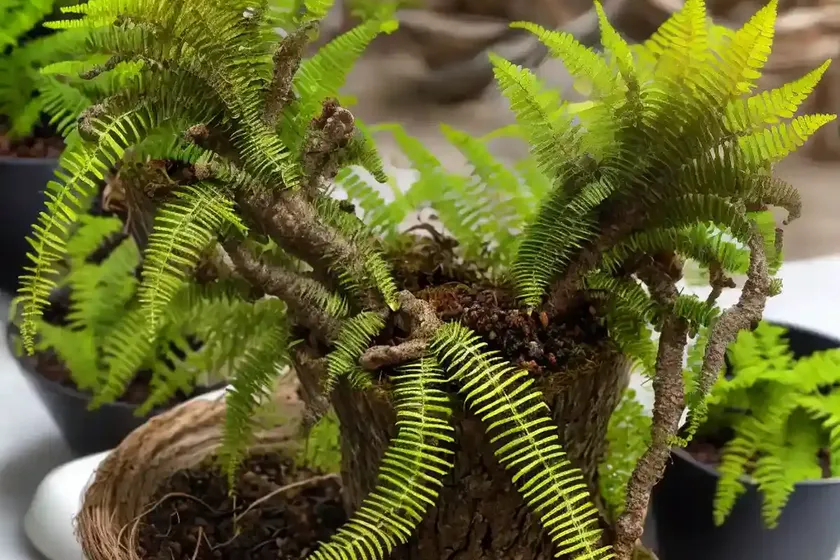 Pleopeltis polypodioides (resurrection fern) — photo 3