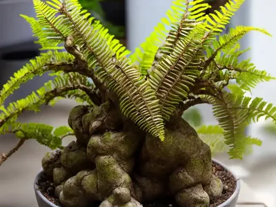 Pleopeltis Polypodioides (Resurrection Fern)