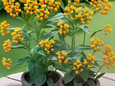Pleurisy Root (Asclepias Tuberosa – L.)