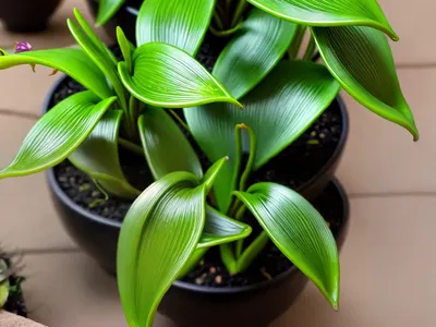 Pleurothallis (Pleurothallis)