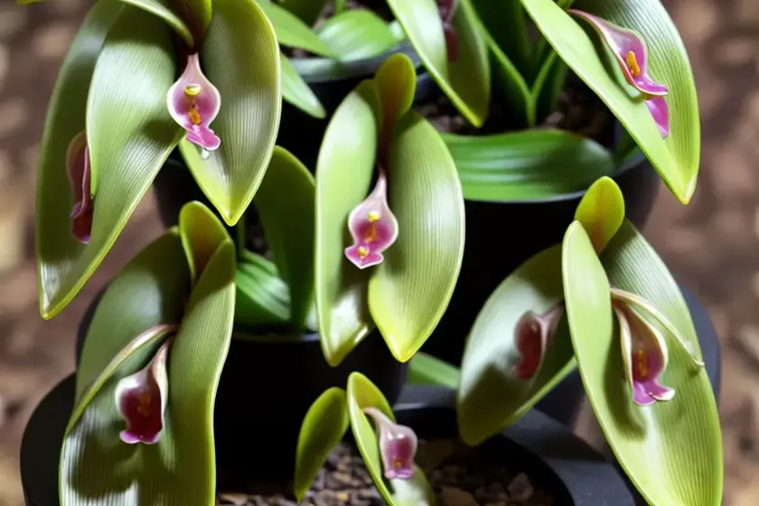 Pleurothallis teaguei (pleurothallis teaguei) — photo 3