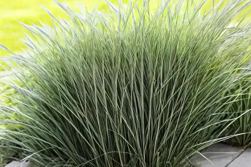 Plicate sweet-grass (glyceria notata) — photo 2