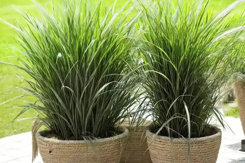 Plicate sweet-grass (glyceria notata) — photo 3