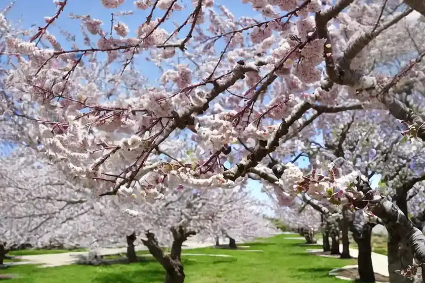 Plum tree (prunus domestica) — photo 2