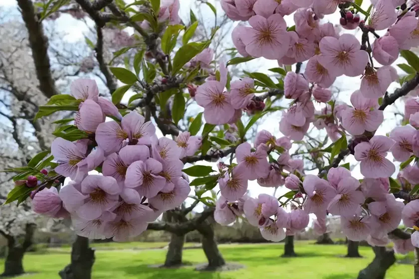 Plum tree (prunus domestica) — photo 3
