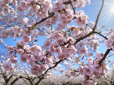 Plum Tree (Prunus Domestica)