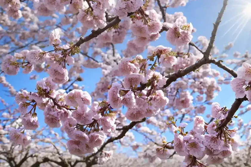 Plum tree (prunus domestica)