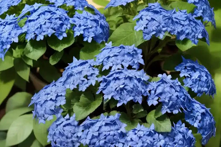 Plumbago (ceratostigma plumbaginoides) — photo 2