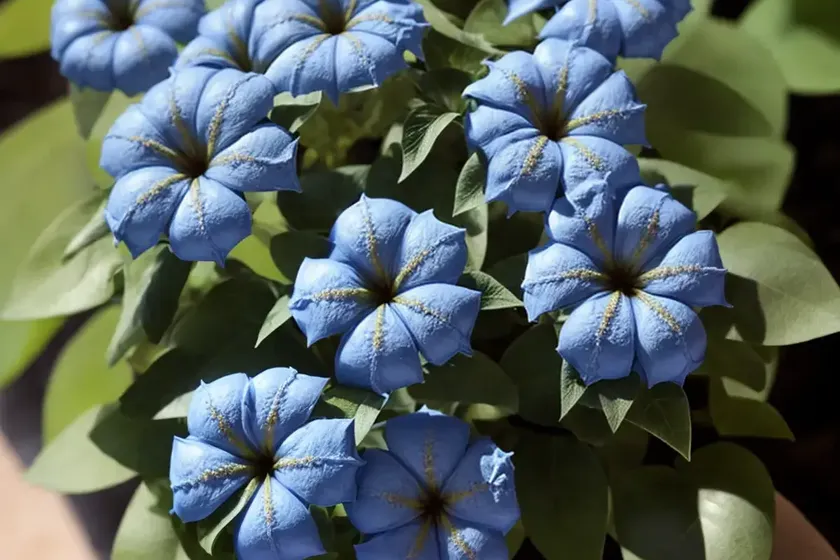 Plumbago (ceratostigma plumbaginoides) — photo 3