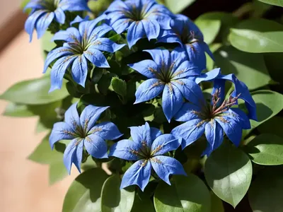 Plumbago (Ceratostigma Plumbaginoides)