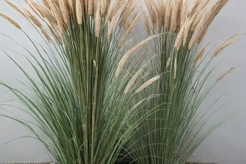 Plume Grass (Saccharum Ravennae) — photo 2