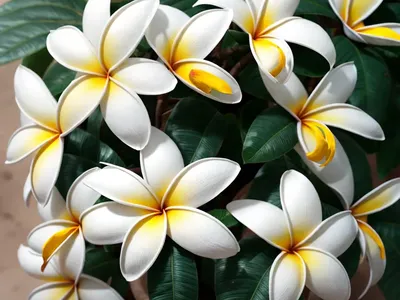 Plumeria Alba (West Indian Jasmine)