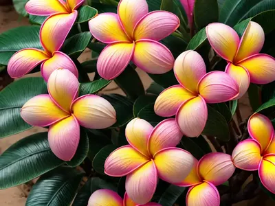 Plumeria Rubra ‘Intense Rainbow’ (Frangipani)