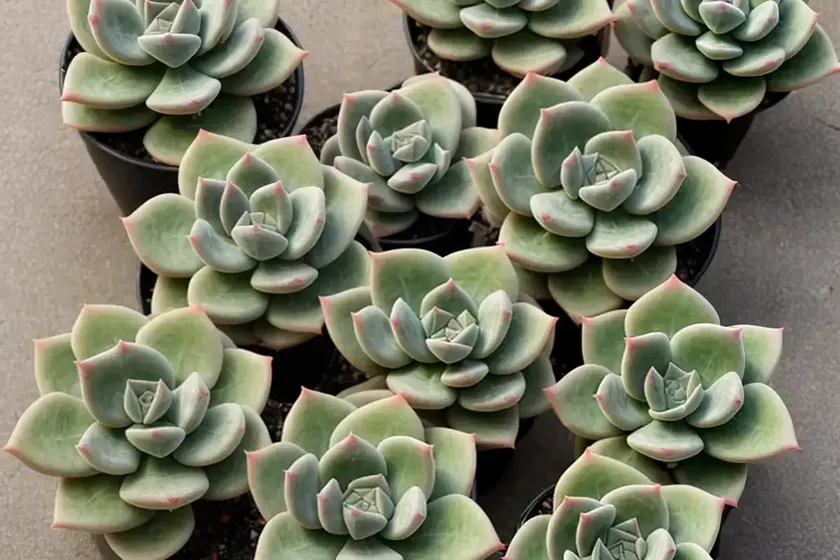 Plush plant (echeveria harmsii) — photo 3