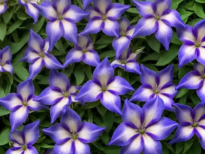 Plymouth Rose Gentian (Sabatia Kennedyana)