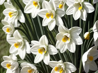Poet’s Narcissus (Narcissus Poeticus)