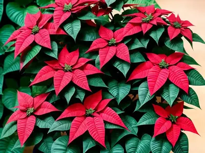 Poinsettia (Euphorbia Pulcherrima)