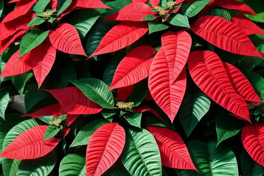 Poinsettia plants (euphorbia pulcherrima) — photo 2