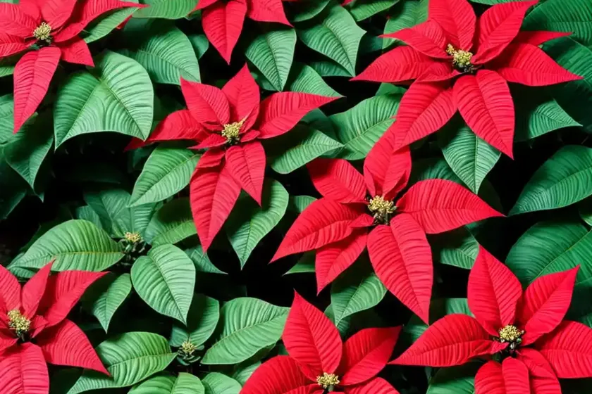 Poinsettia plants (euphorbia pulcherrima)