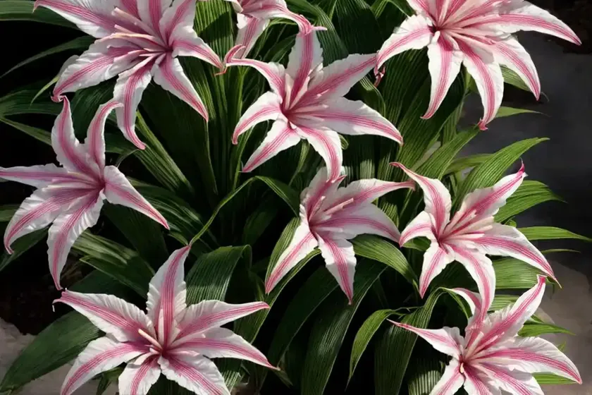 Poison bulb (crinum asiaticum) — photo 3