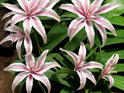 Poison Bulb (Crinum Asiaticum)