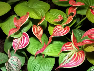 Poison Dart Frog Caladium (Caladium ‘poison Dart Frog’)