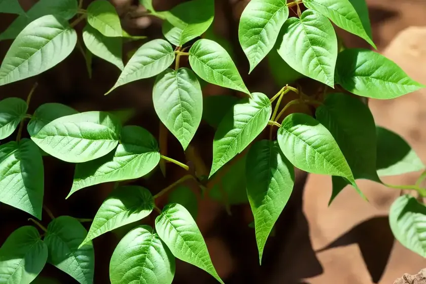 Poison ivy (toxicodendron radicans) — photo 2